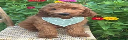 Irish Doodle dogs for sale: Franklin - Ad 13