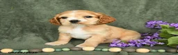 English Cocker Spaniel dogs for sale: Blaze - Ad 1