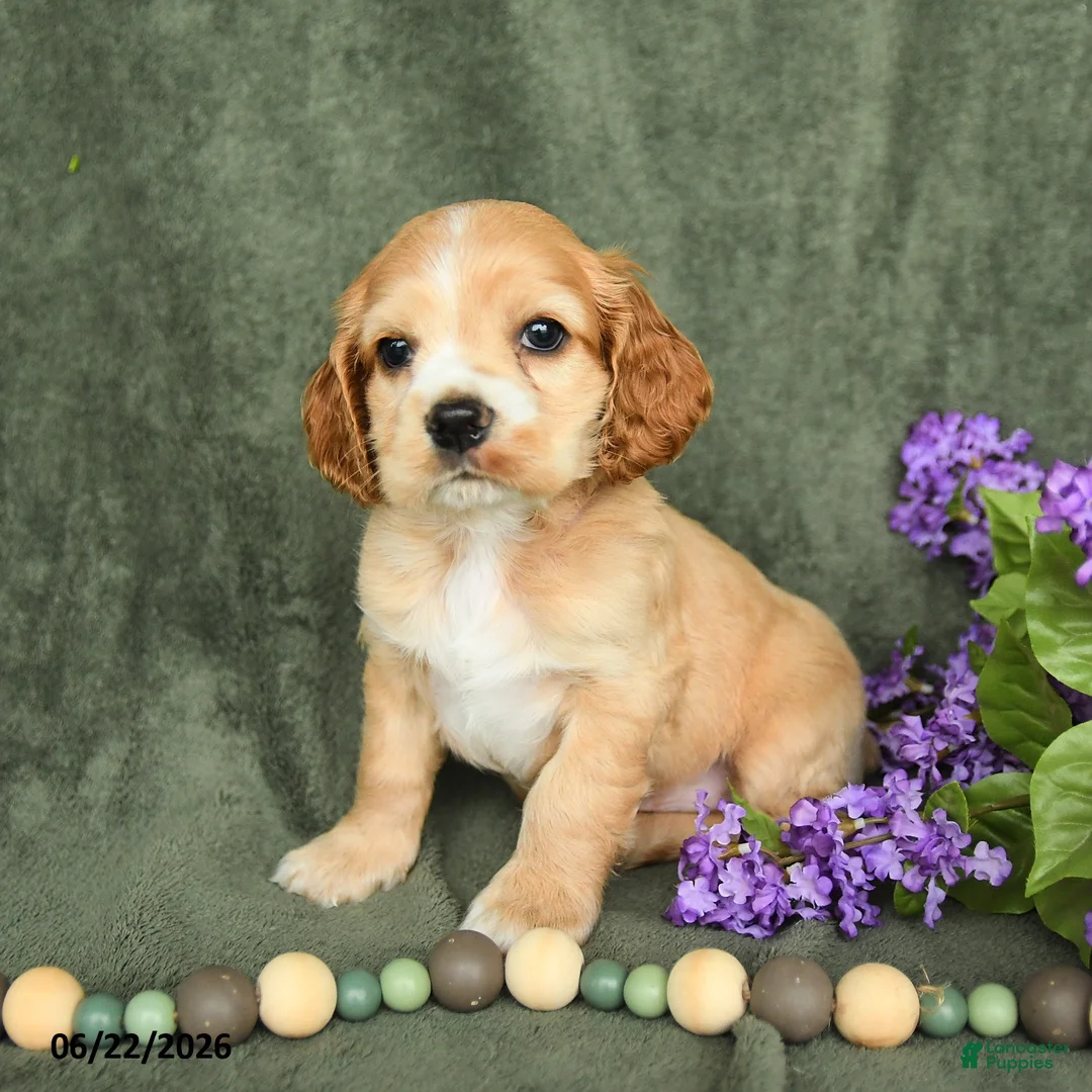 English Cocker Spaniel dogs for sale: Blaze - Ad 1