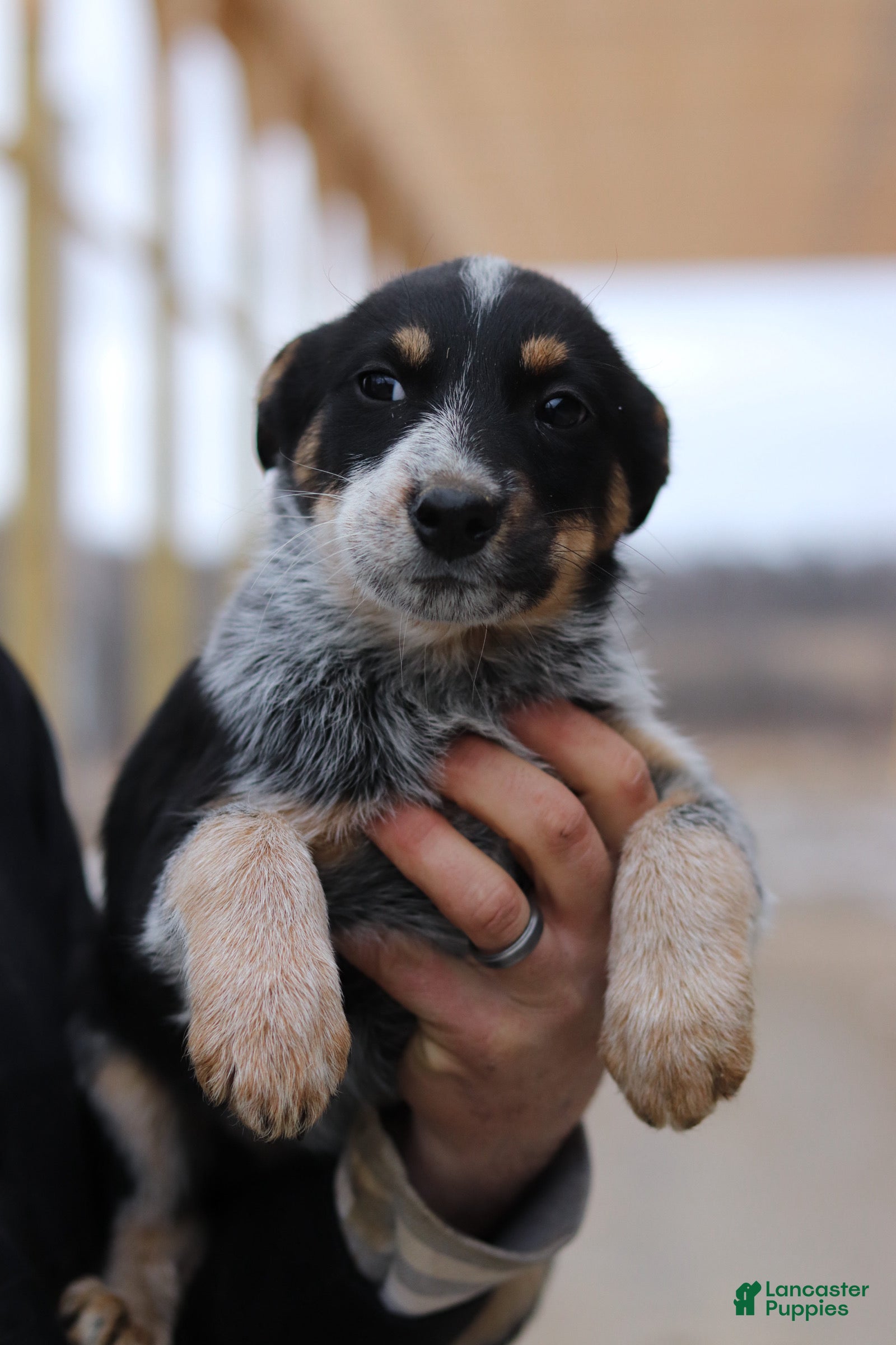 Australian Cattle Dog dogs Nellie - Ad 24