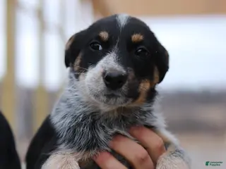 Australian Cattle Dog dogs Nellie - Ad 24