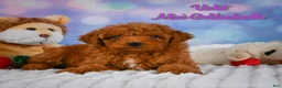 Mini Goldendoodle dogs for sale: Violet - Ad 1