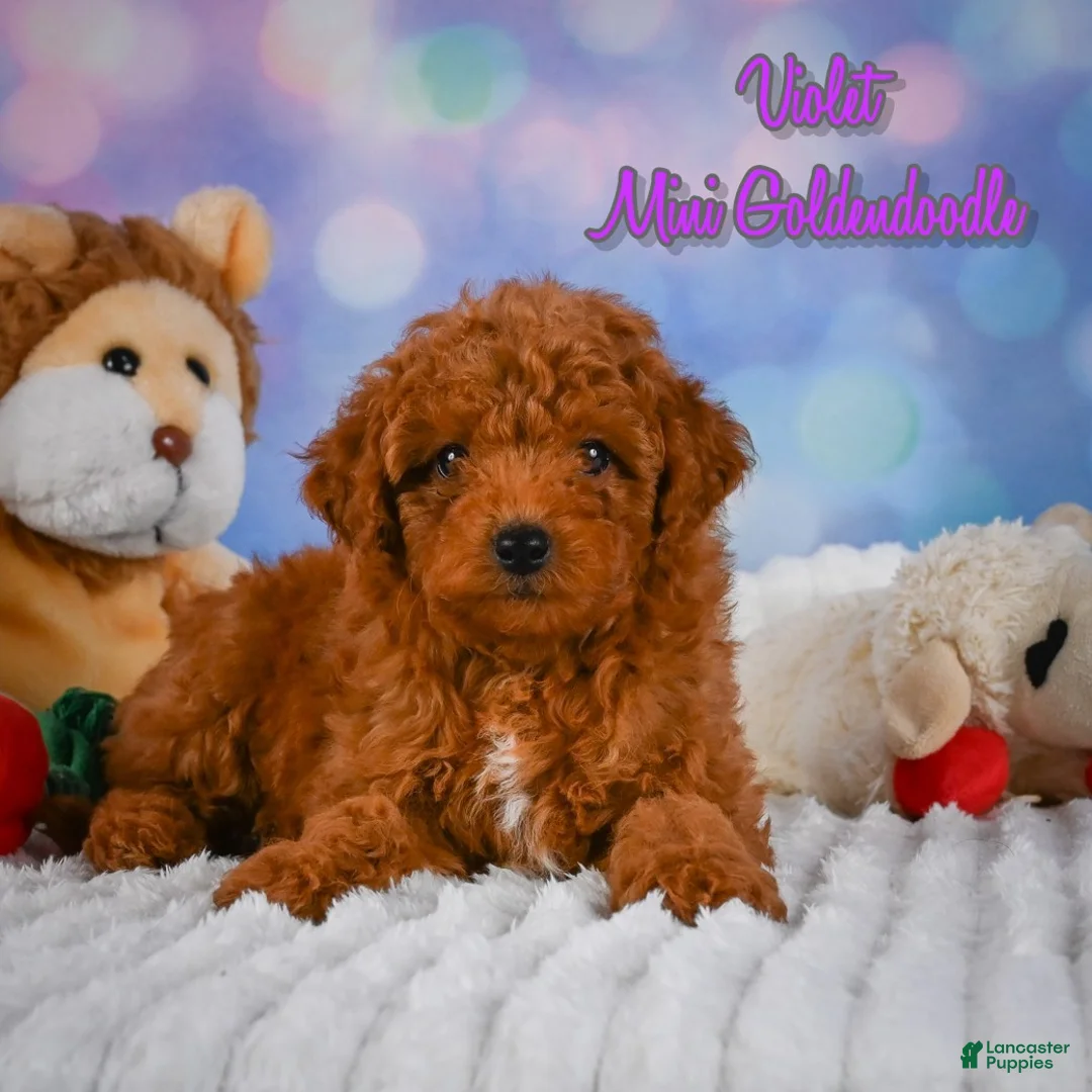Mini Goldendoodle dogs for sale: Violet - Ad 1