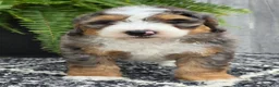 Mini Bernedoodle dogs for sale: Mini Ace - Ad 16