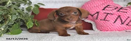 Miniature Dachshund dogs for sale: Homer - Ad 4