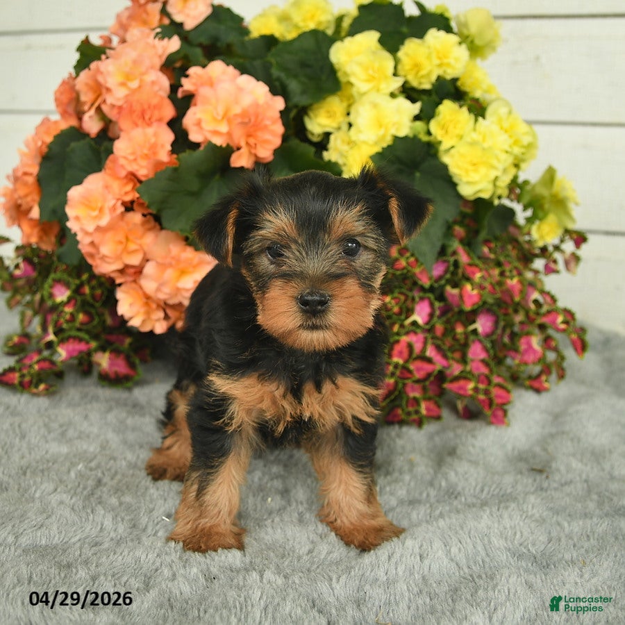Yorkshire Terrier dogs for sale: Corby  - Ad 1