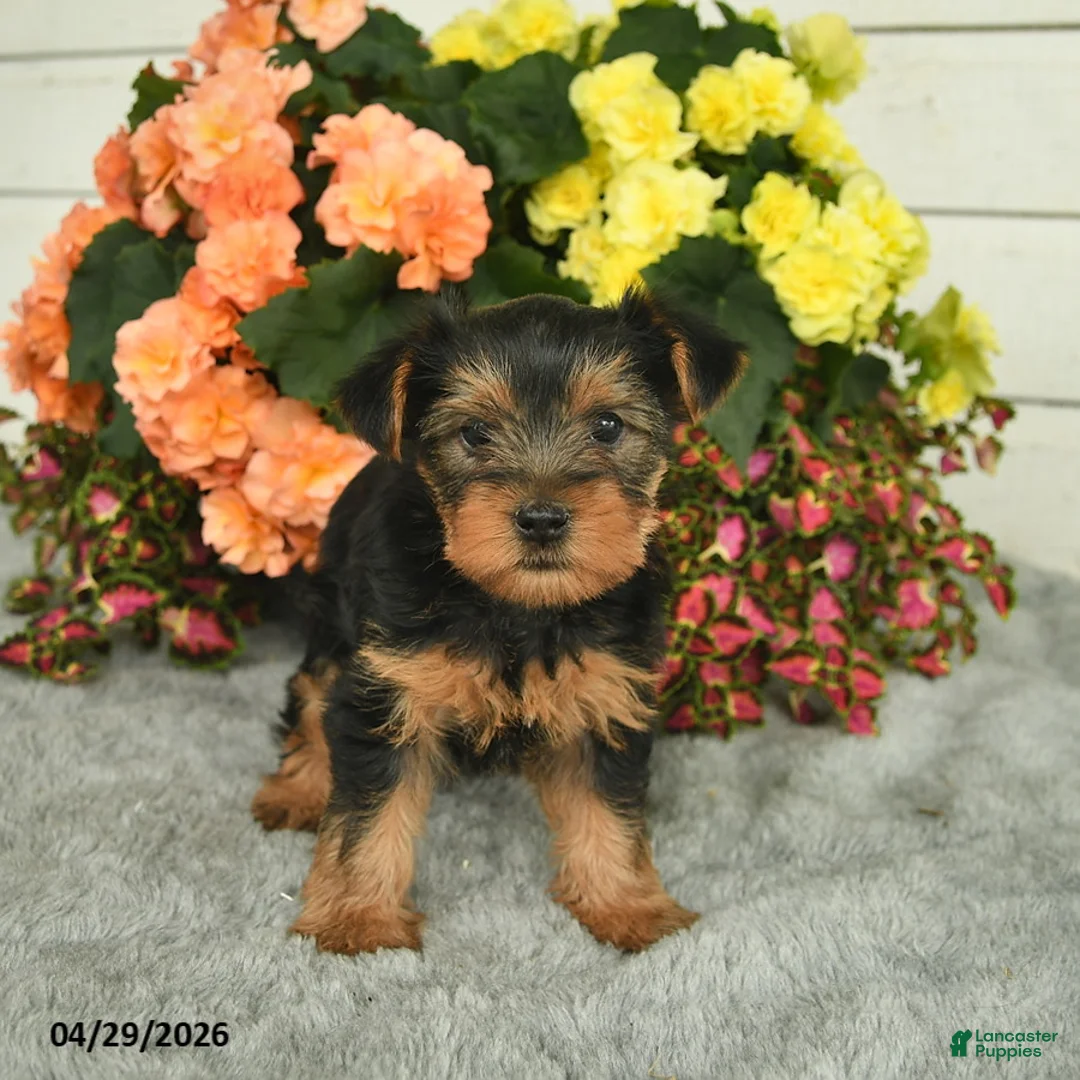 Yorkshire Terrier dogs for sale: Corby  - Ad 1