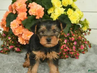 Yorkshire Terrier dogs for sale: Corby - Ad 1