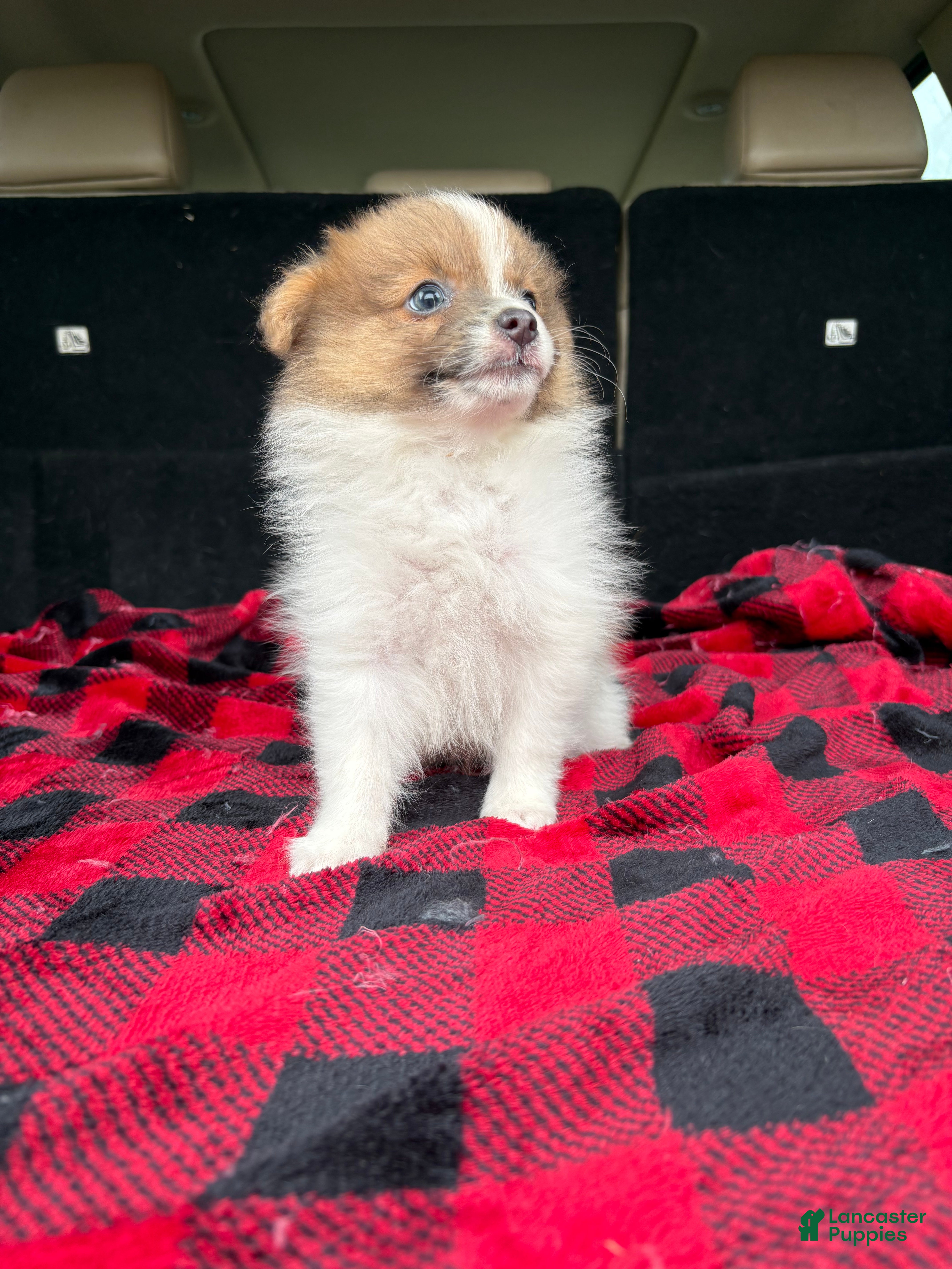 Pomeranian dogs Dougy - Ad 2