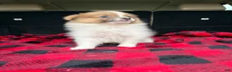 Pomeranian dogs for sale: Dougy - Ad 2