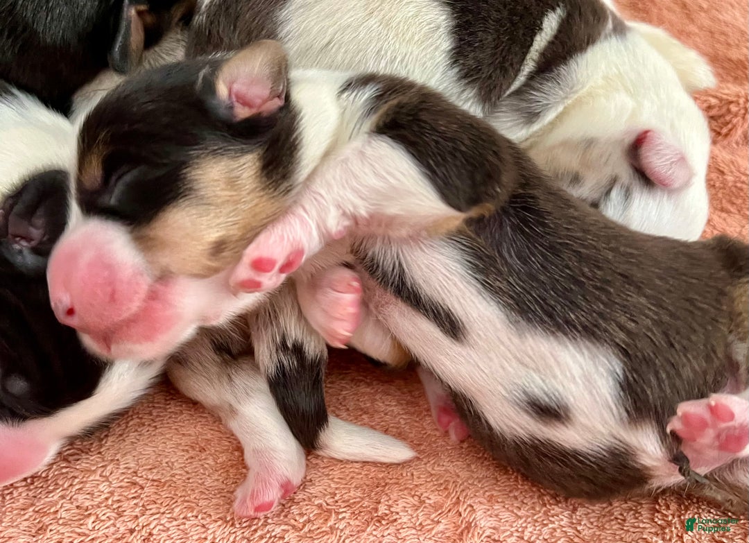 Welsh Corgi Cardigan dogs for sale: Welsh Corgi Cardigan Puppy 5: Tab - Ad 4