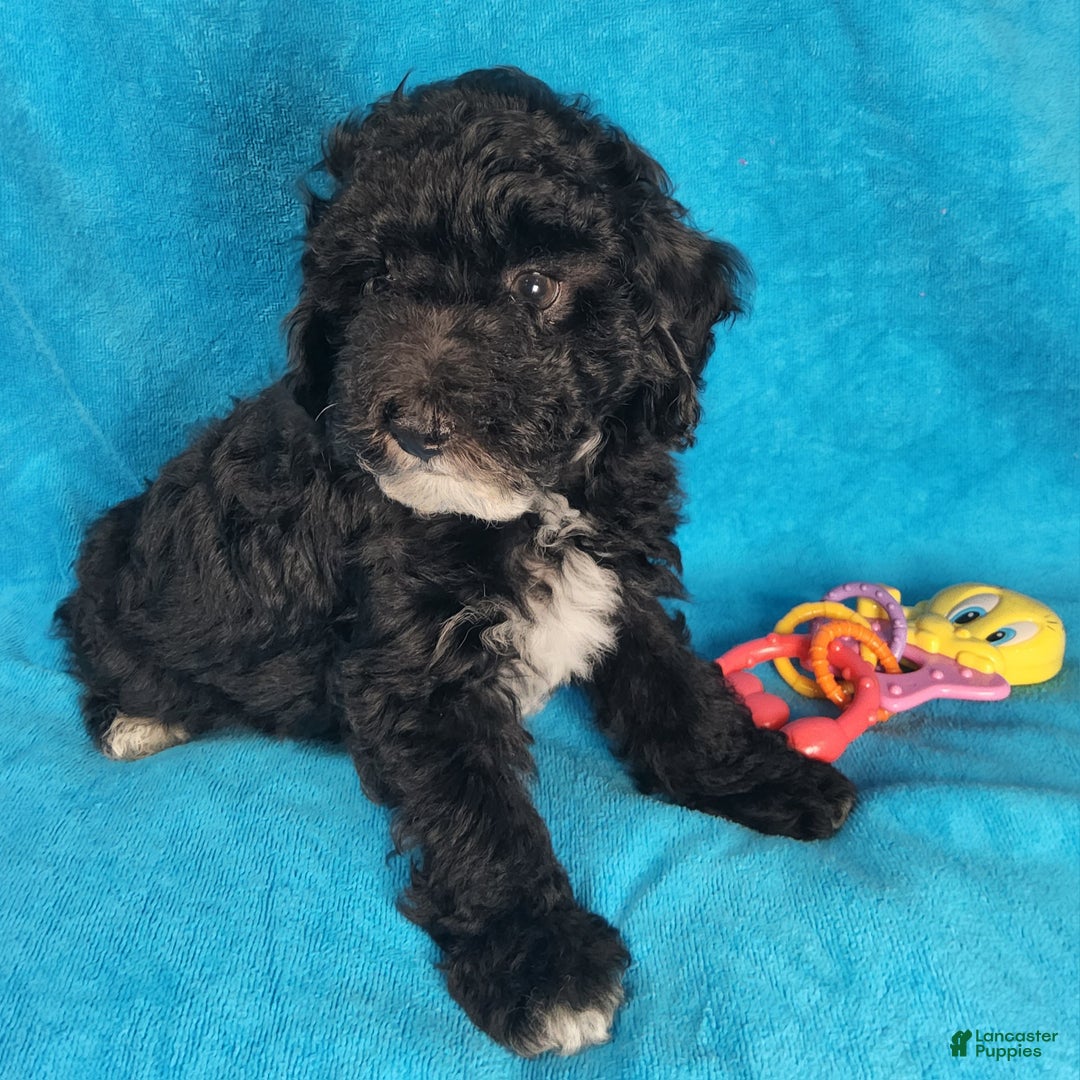 Miniature Poodle dogs for sale: Felix Pierre - Ad 9