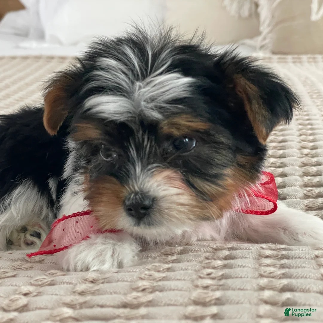 Biewer Terrier dogs for sale: Molly - Ad 2