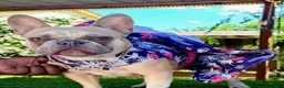 French Bulldog dogs for sale: French Bulldog 1 - Ad 6