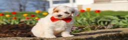 Miniature Poodle dogs for sale: Charles - Ad 8