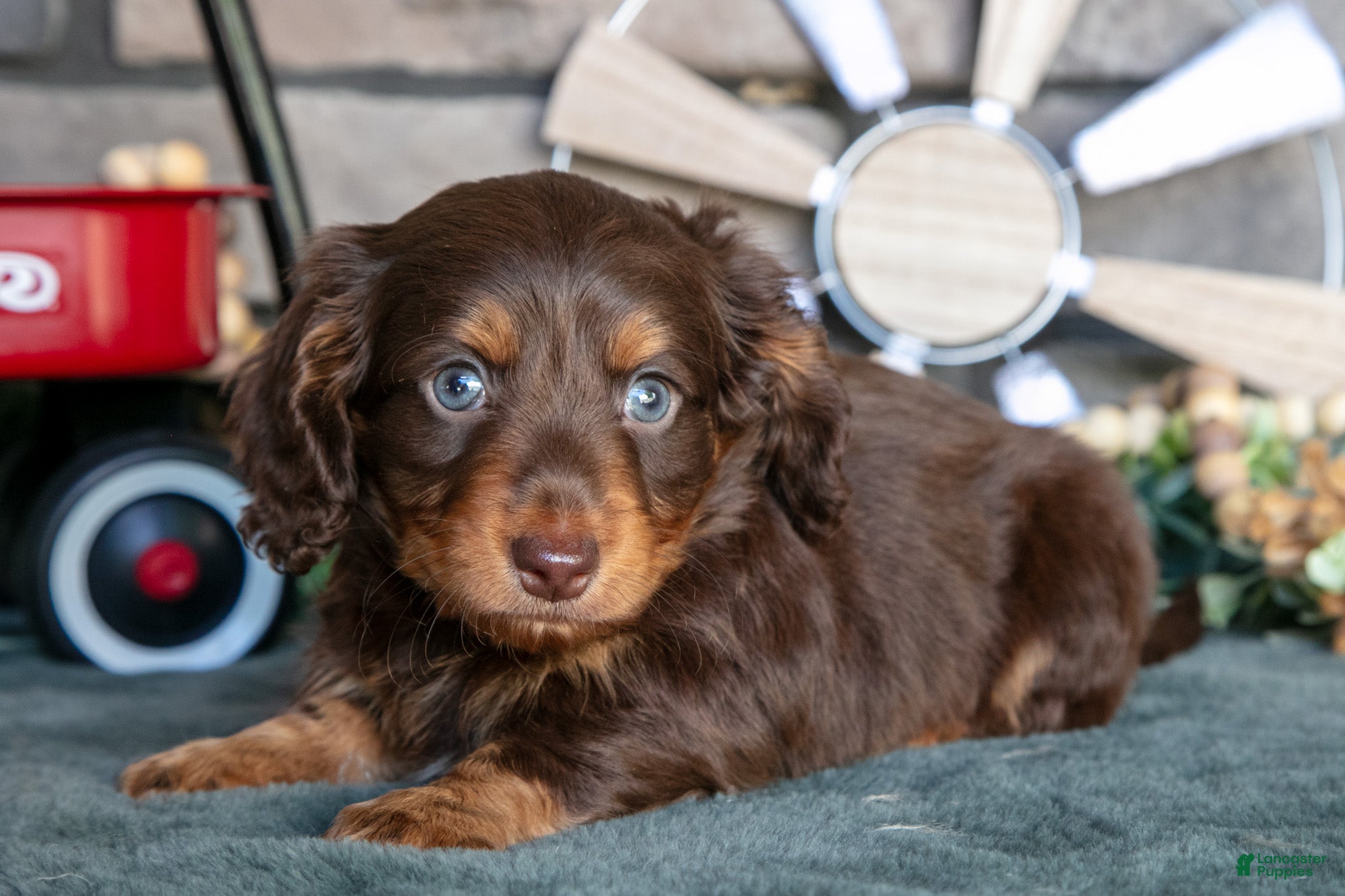 Miniature Dachshund dogs Jonas - Ad 1