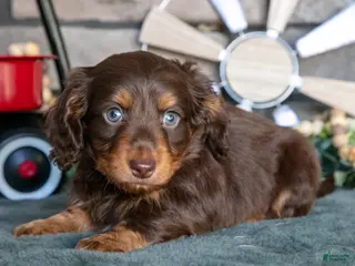 Miniature Dachshund dogs for sale: Jonas - Ad 4