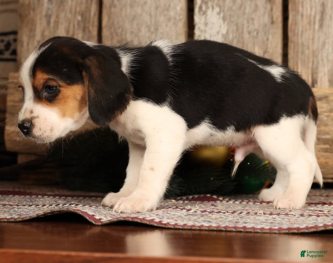 Beagle dogs for sale: Dancer - Ad 5