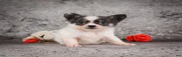 Chihuahua dogs for sale: Anika - Ad 3
