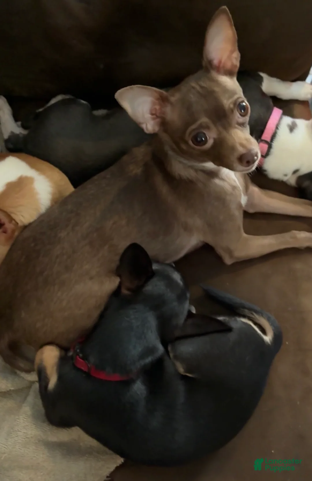 Chihuahua dogs for sale: Poppy  - Ad 14