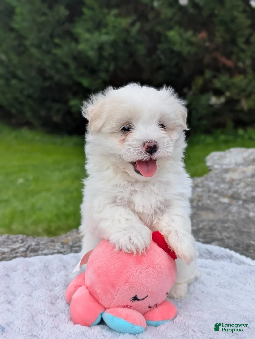 Maltese dogs for sale: Maltese 2 - Ad 29