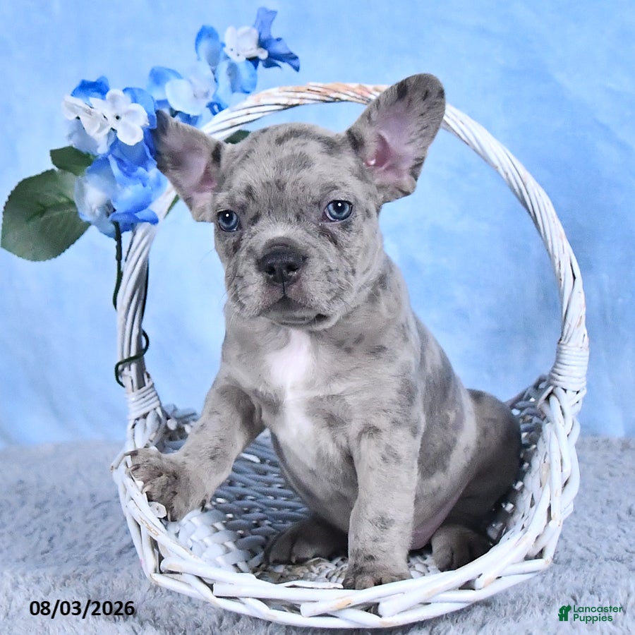 Frenchton dogs Dreamer - Ad 1