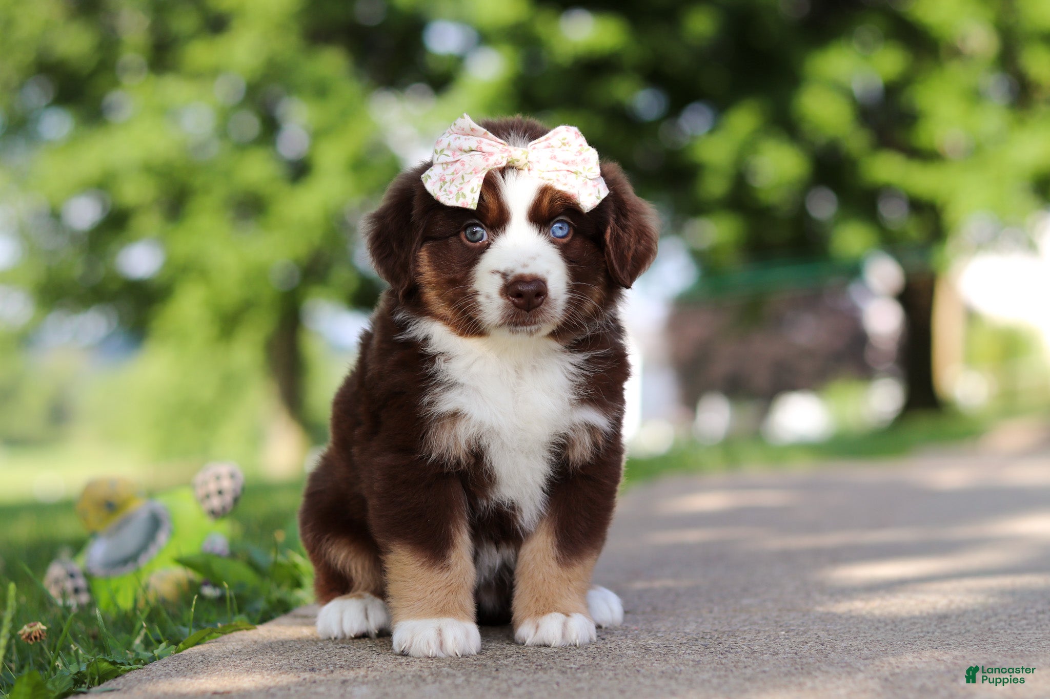Miniature Australian Shepherd dogs for sale: Sedona - Ad 2