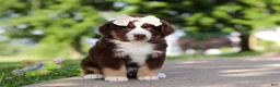 Miniature Australian Shepherd dogs for sale: Sedona - Ad 1