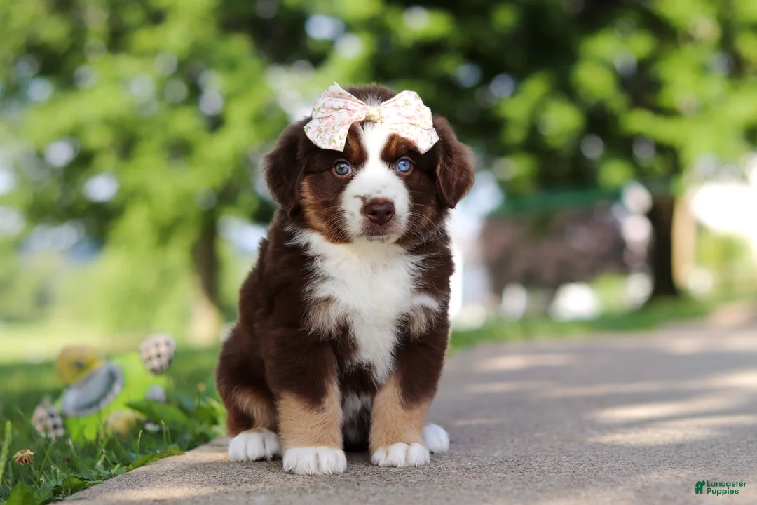 Miniature Australian Shepherd dogs for sale: Sedona - Ad 1
