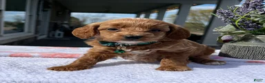 Milo