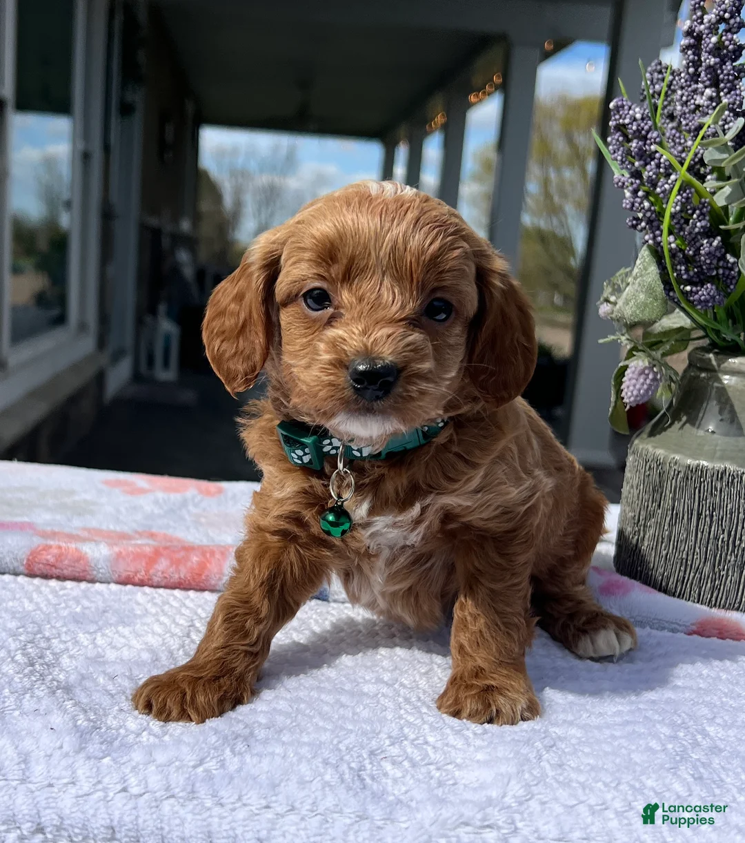 Mini Goldendoodle dogs for sale: Milo - Ad 1