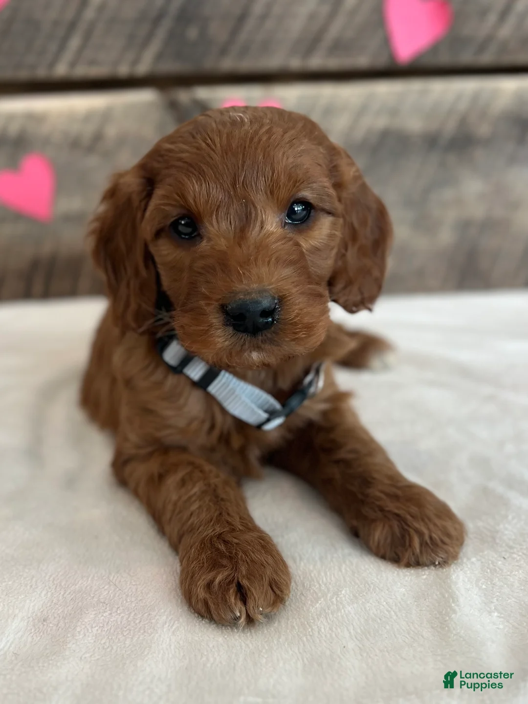 Irish Doodle dogs for sale: Poppy - Ad 5