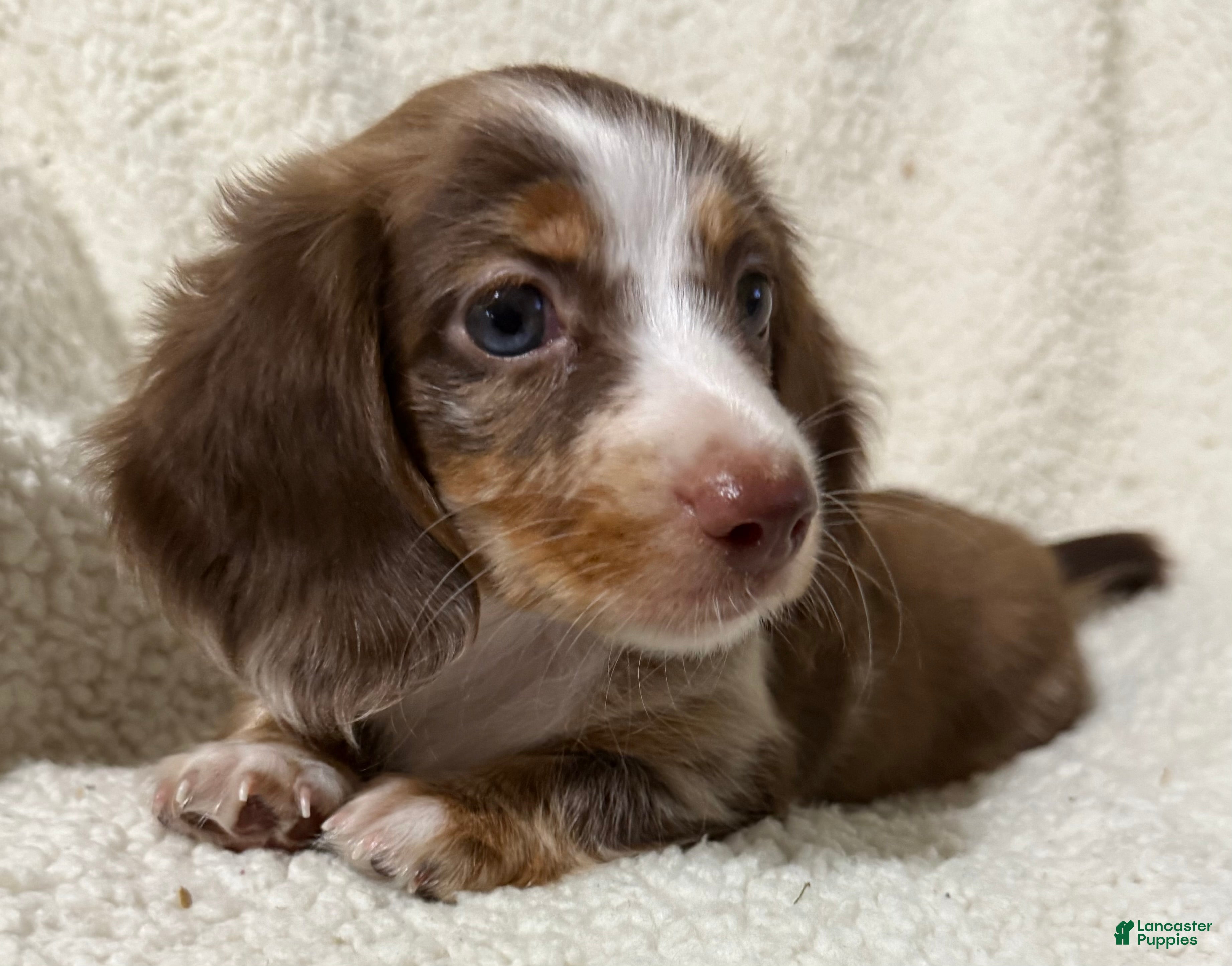 Miniature Dachshund dogs for sale: BLAZE - Ad 3