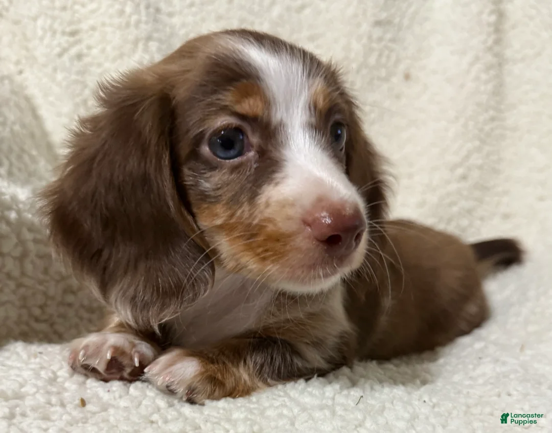 Miniature Dachshund dogs for sale: BLAZE - Ad 1