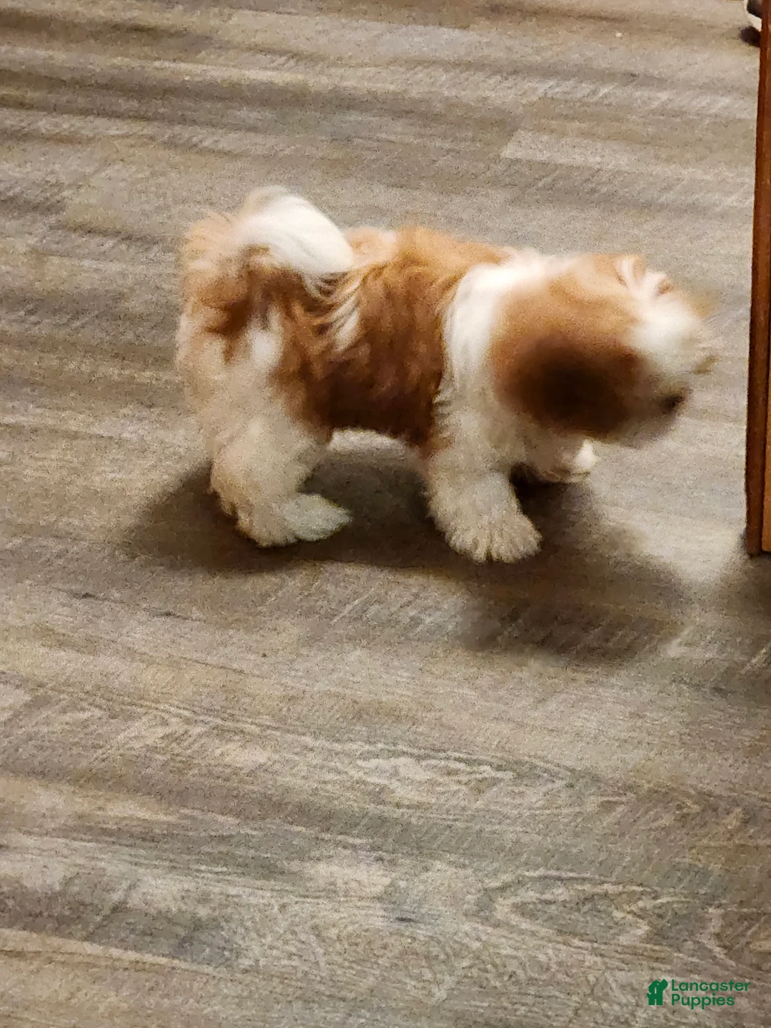 Shih Tzu dogs for sale: Male Shih Tzu 1 - Ad 2