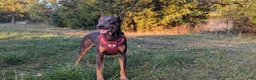 Doberman Pinscher dogs for sale: Doberman Pinscher Puppy 1 - Ad 1