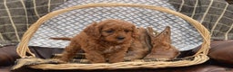 Cavapoo dogs for sale: Jude - Ad 6