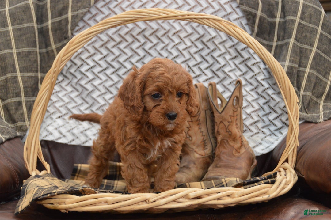 Cavapoo dogs for sale: Jude - Ad 6