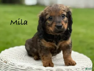 Miniature Dachshund dogs for sale: Mila - Ad 2
