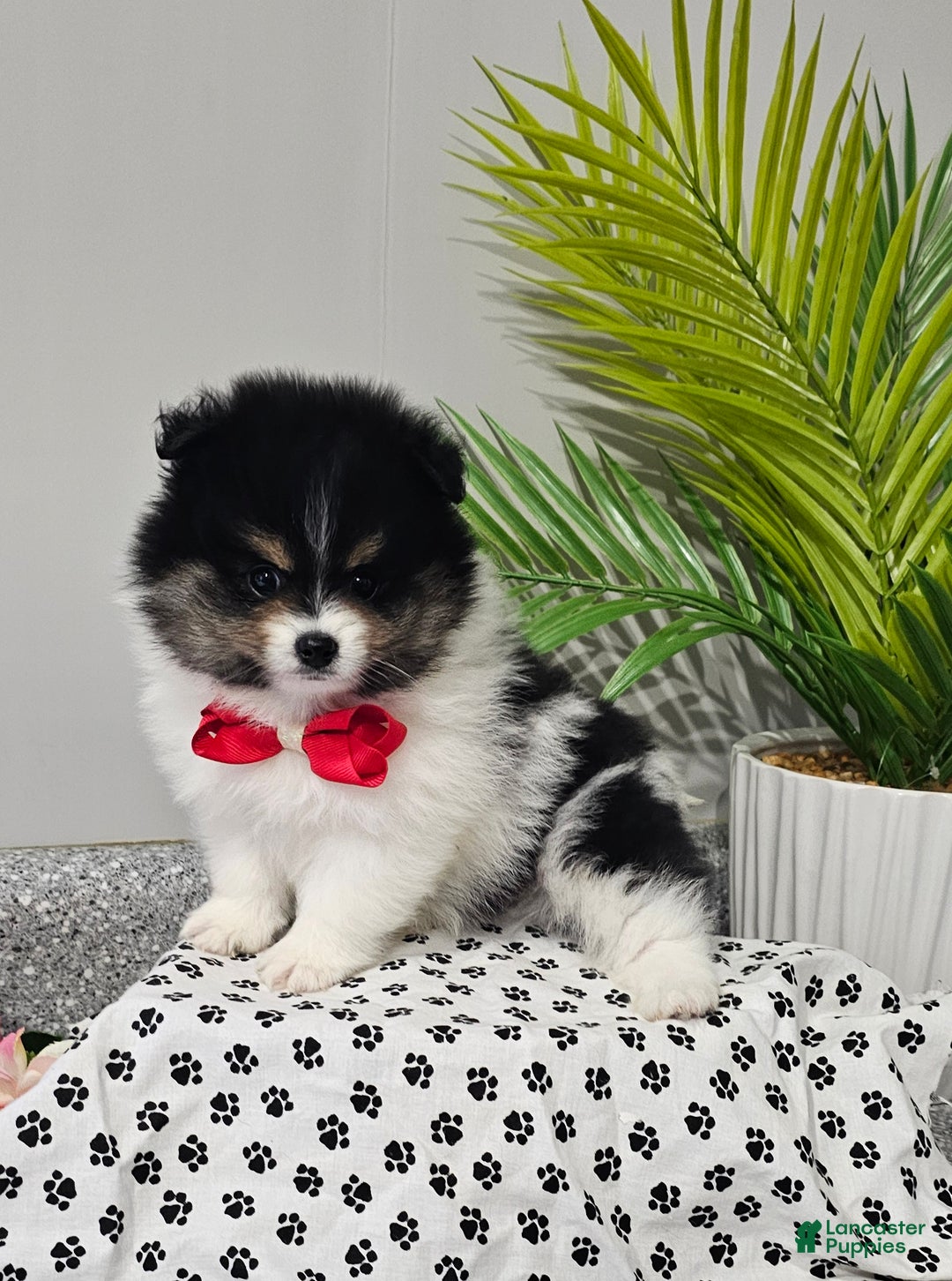 Pomeranian dogs for sale: Riggs - Ad 13