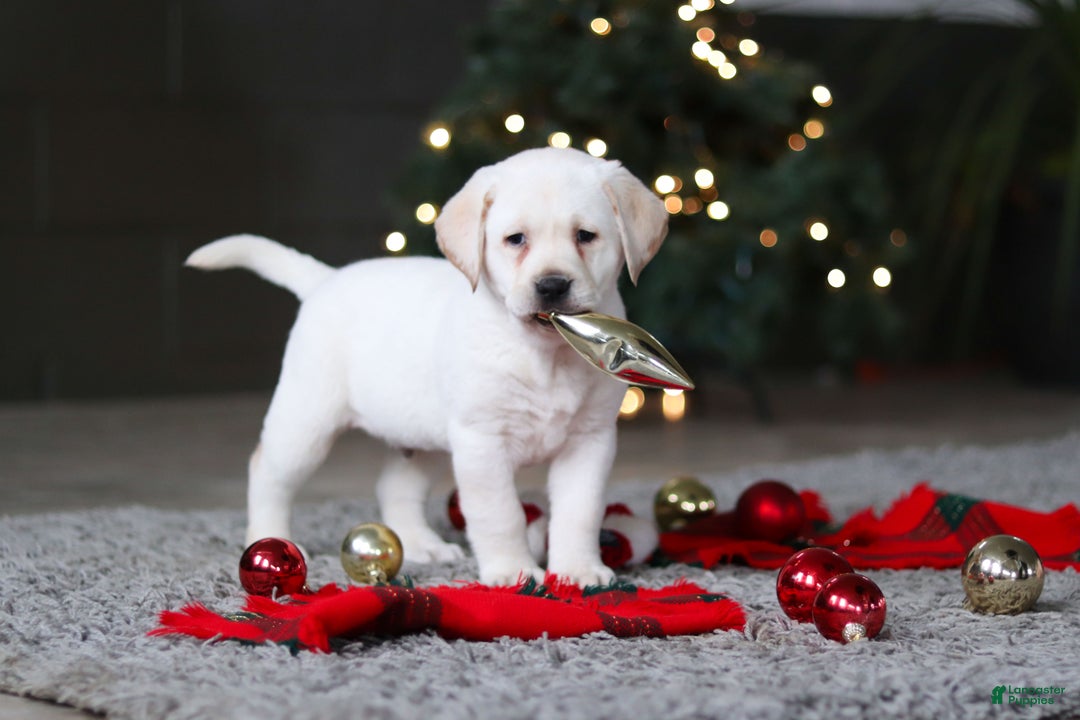 Labrador Retriever dogs for sale: Buddy - Ad 14