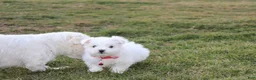 Maltese dogs for sale: Button  - Ad 3