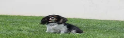 Cavalier King Charles Spaniel dogs for sale: Oreo - Ad 4