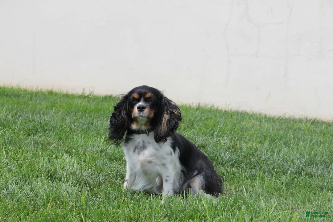Cavalier King Charles Spaniel dogs for sale: Oreo - Ad 4