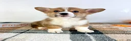 Welsh Corgi Pembroke dogs for sale: CKC Rio - Ad 5