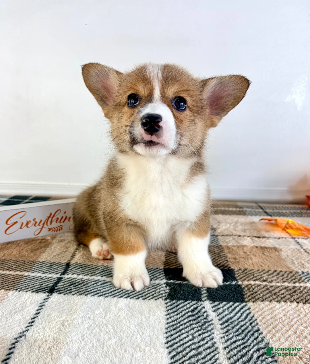 Welsh Corgi Pembroke dogs for sale: CKC Rio - Ad 5