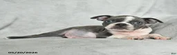 Boston Terrier dogs for sale: Tristian - Ad 4