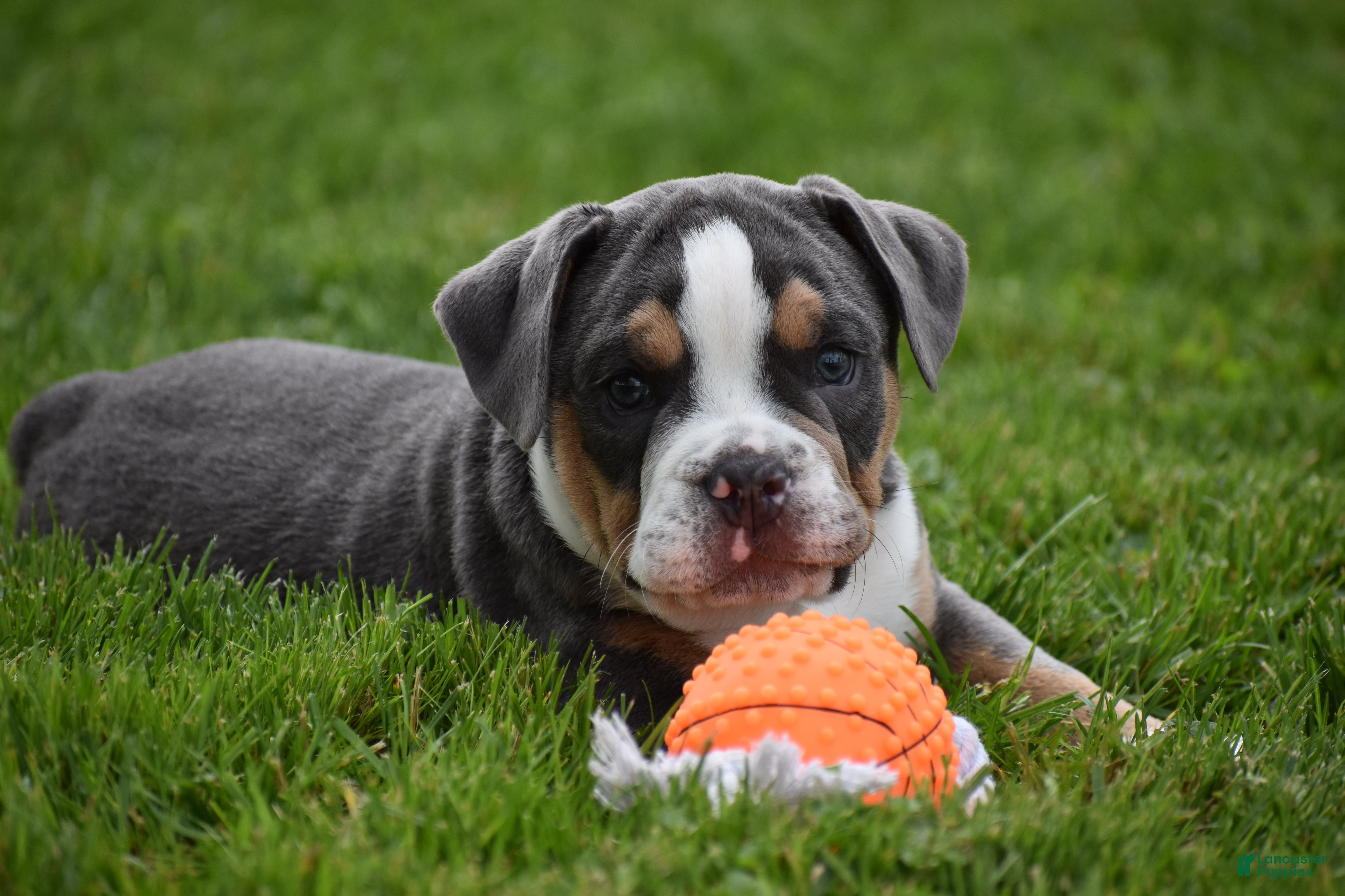 Beabull dogs Captain - Ad 2