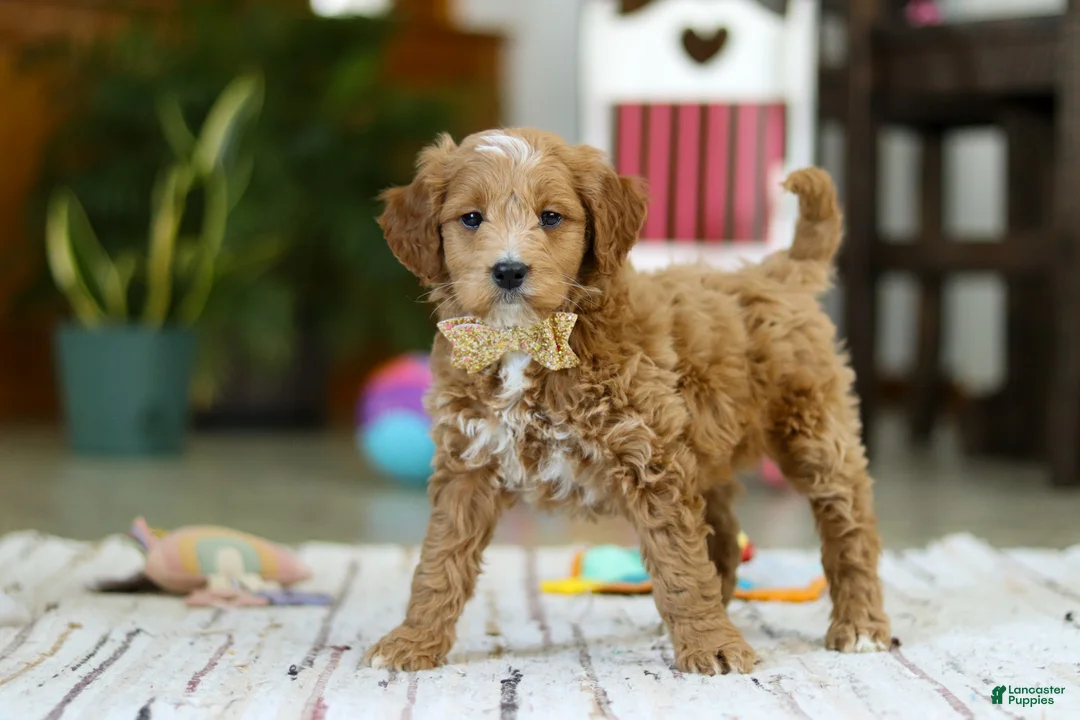 Mini Goldendoodle dogs for sale: Monica - Ad 1