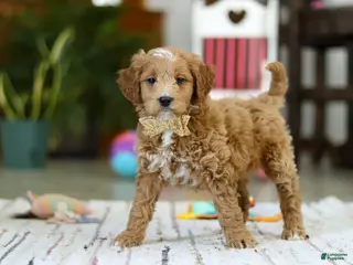 Mini Goldendoodle dogs Monica - Ad 21